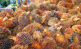 india-palm-oil-demand